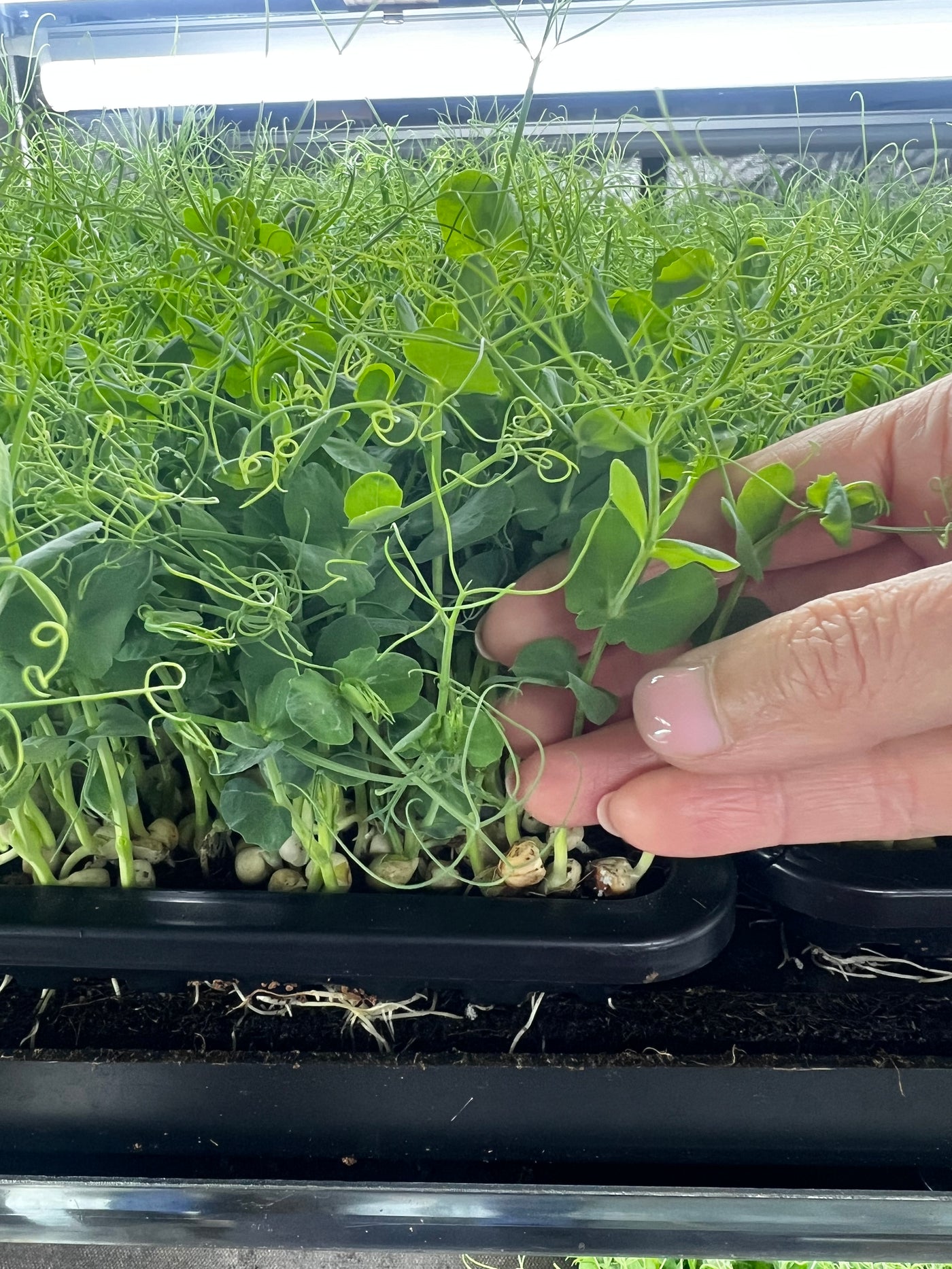 Pea shoots growing