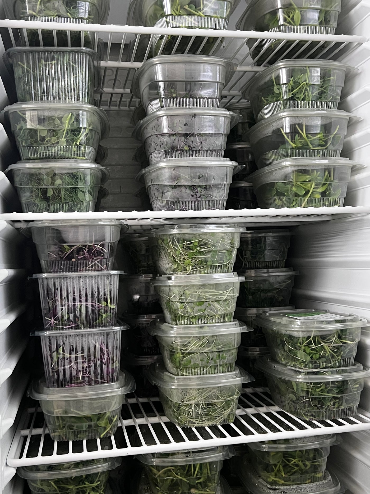 Freshly harvested - ready for deliveries