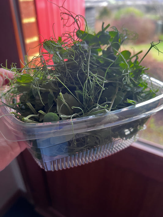 Pea Shoots — 70g Punnet