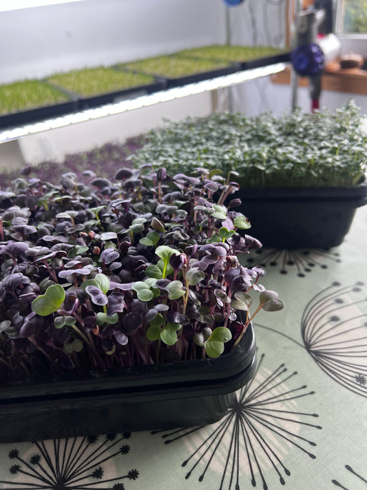 Grow Your Own Microgreens Workshop