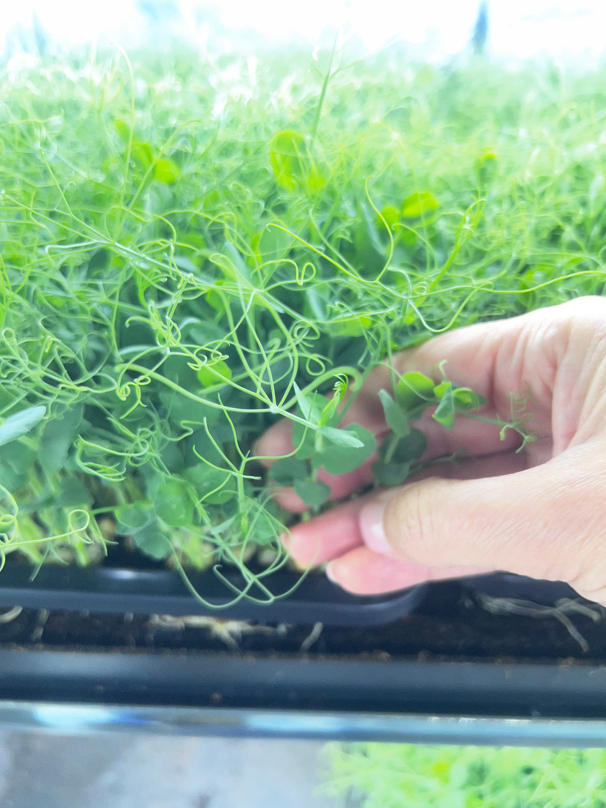 Pea Shoots — 70g Punnet