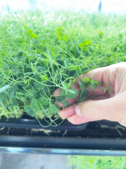 Pea Shoots — 70g Punnet