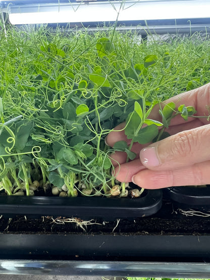 Grow Your Own Microgreens Workshop