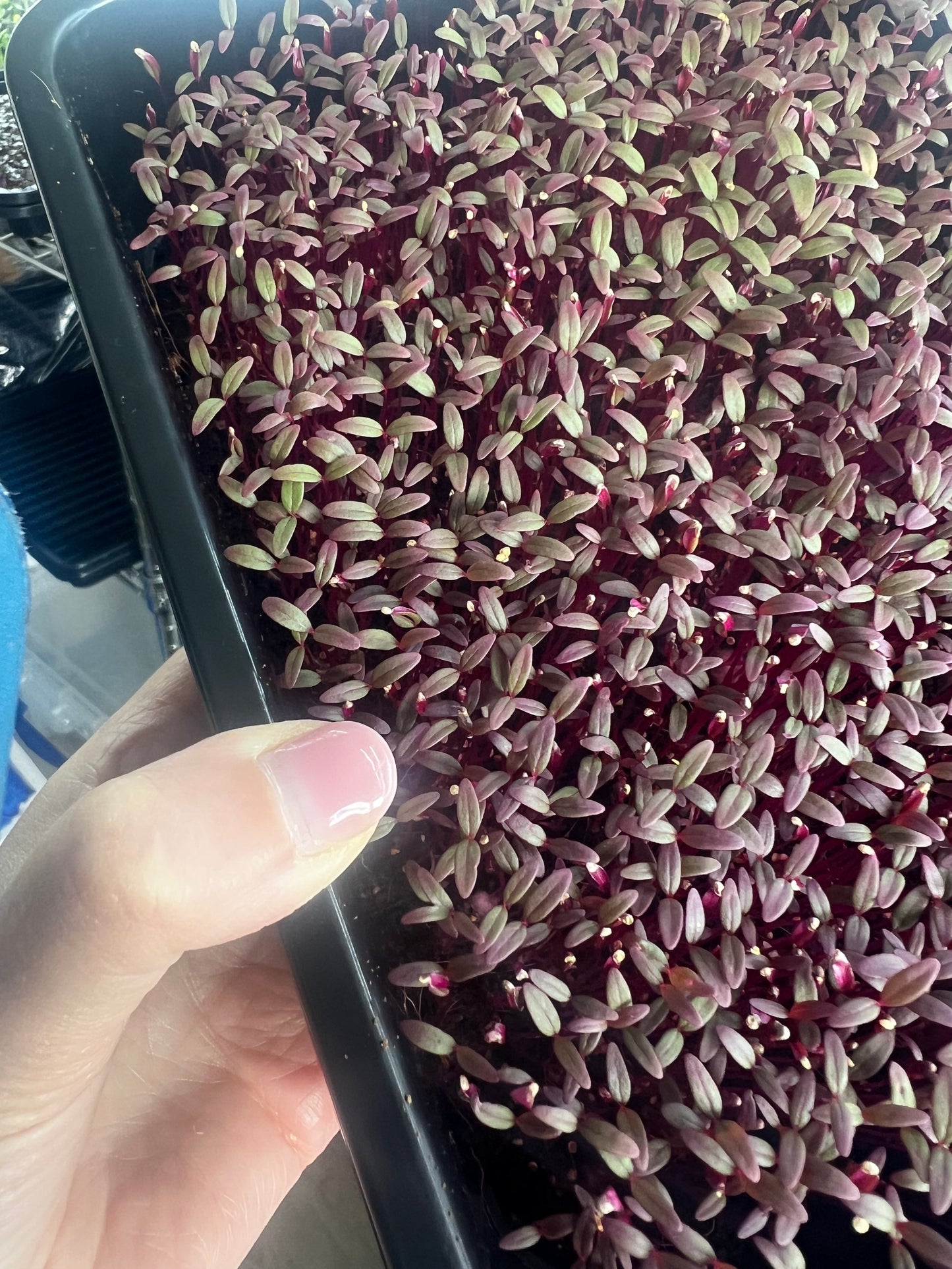 Grow Your Own Microgreens Workshop