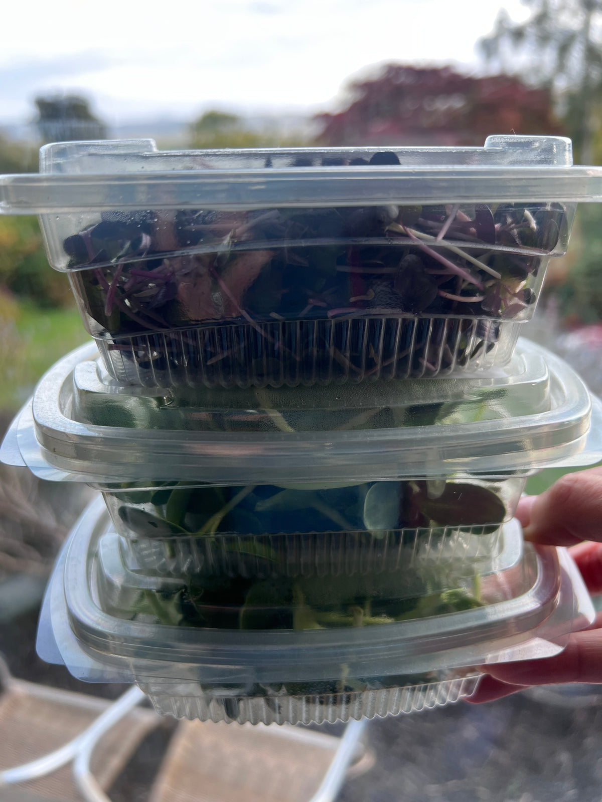 Pick Any 3 — Small Microgreen Punnets