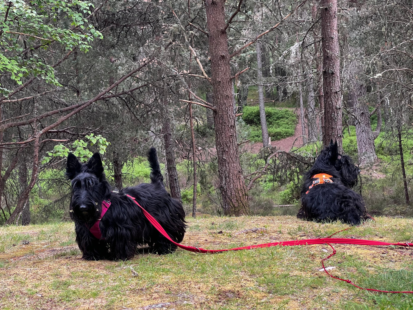 Rufus and Flora,<br><em>supervising.</em>