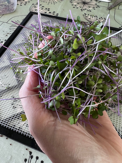 Microgreens Workshop — Sunday 7 June, 2–4pm The Hub, Letham, Perth PH1 2HH