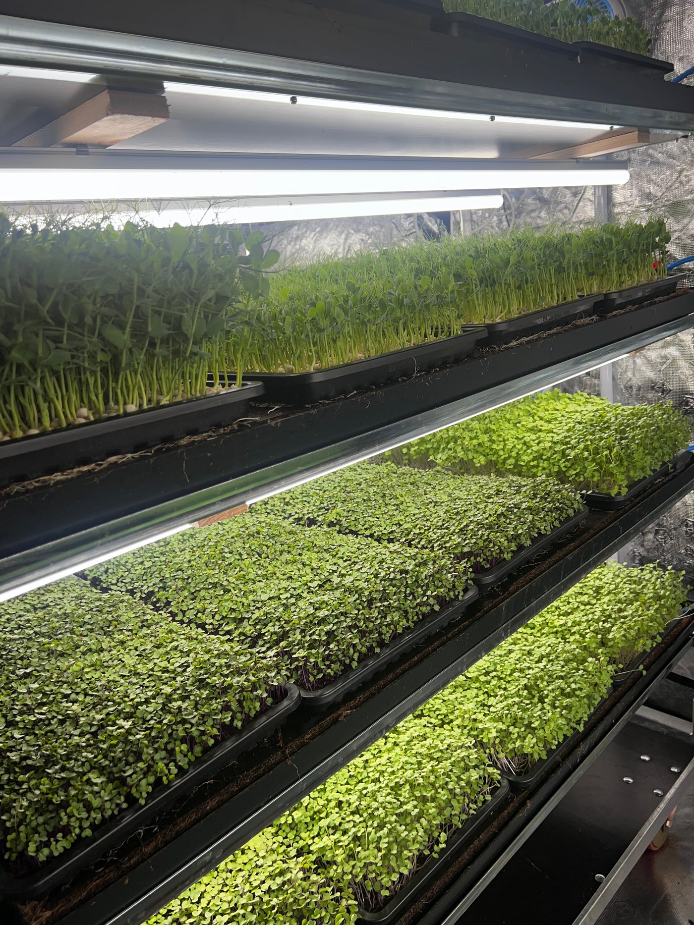 Grow Rack