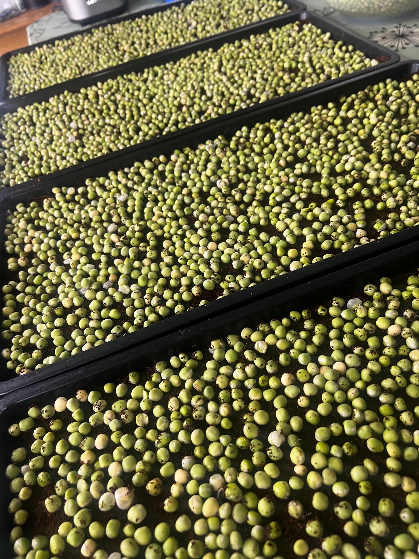 Pea Shoots — 70g Punnet