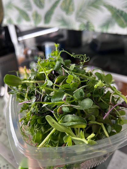 Microgreens Workshop — Sunday 7 June, 2–4pm The Hub, Letham, Perth PH1 2HH