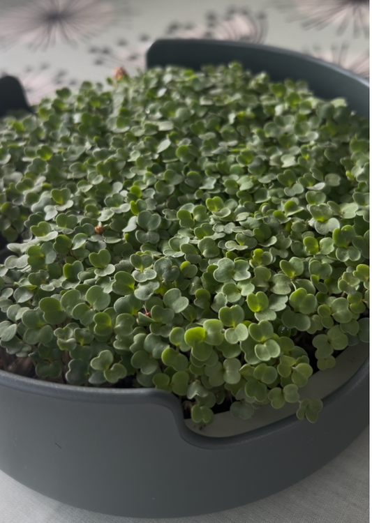 Microgreens Workshop — Sunday 7 June, 2–4pm The Hub, Letham, Perth PH1 2HH