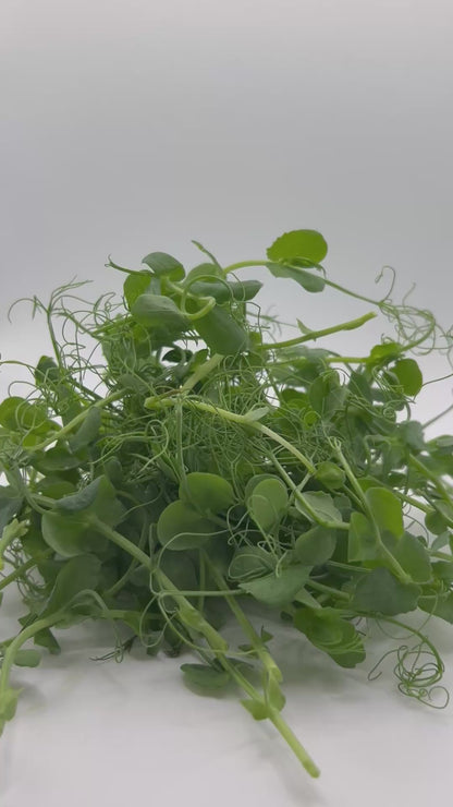 Pea Shoots — 70g Punnet